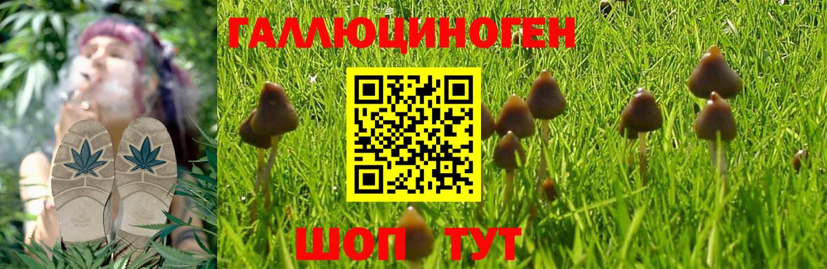 Псилоцибиновые грибы MAGIC MUSHROOMS  Вход с VPN  Черняховск 